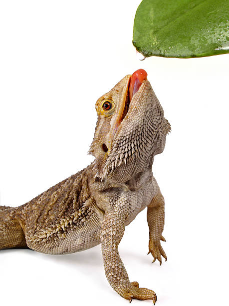 istock Pogona Bearded Dragon Reptile Licking Water from a Leaf 124672122