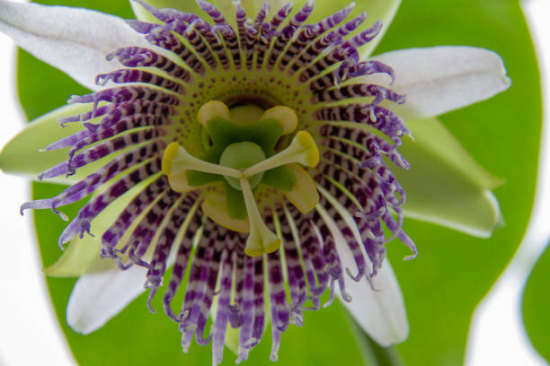 passiflora flower, crop, white and purple colors, granadilla