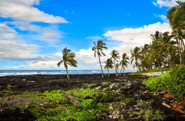 istock Beach with lava and palm trees in Big Island, Hawaii 1246740793