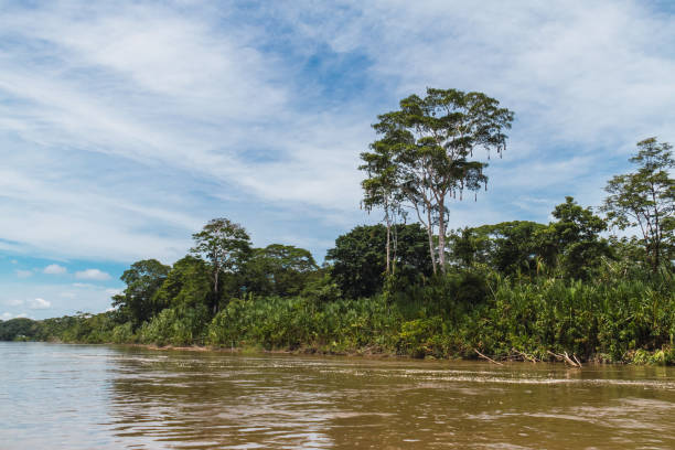 istock tropical landscape, amazon, riverside, tilapia pools, evergreen, trees 1246741299