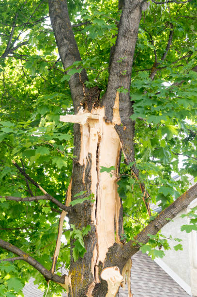This tree growing in a residential neighborhood was struck by lightning.  The trunk was split open, leaving a large crack at the intersection of two major branches.  Much of the tree's bark was also stripped off by the strike.