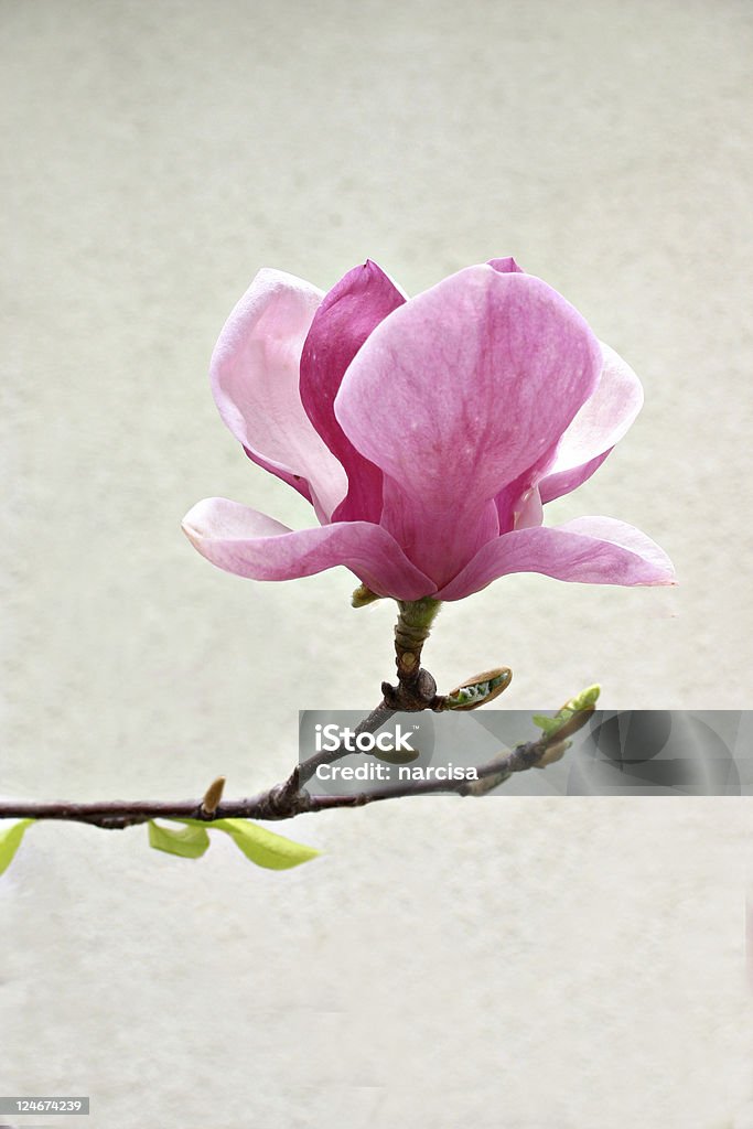 Magnolia Blüte - Lizenzfrei Magnolien Stock-Foto