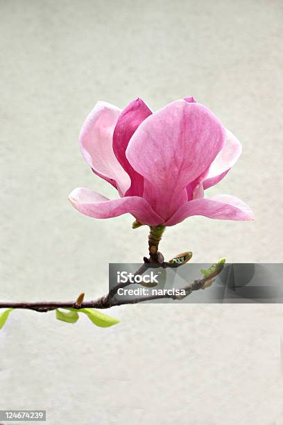 Magnólia Bloom - Fotografias de stock e mais imagens de Magnólia - Magnólia, Beleza, Beleza natural