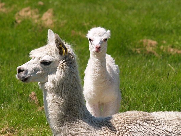 istock One day old Alpaca with mother 124674499