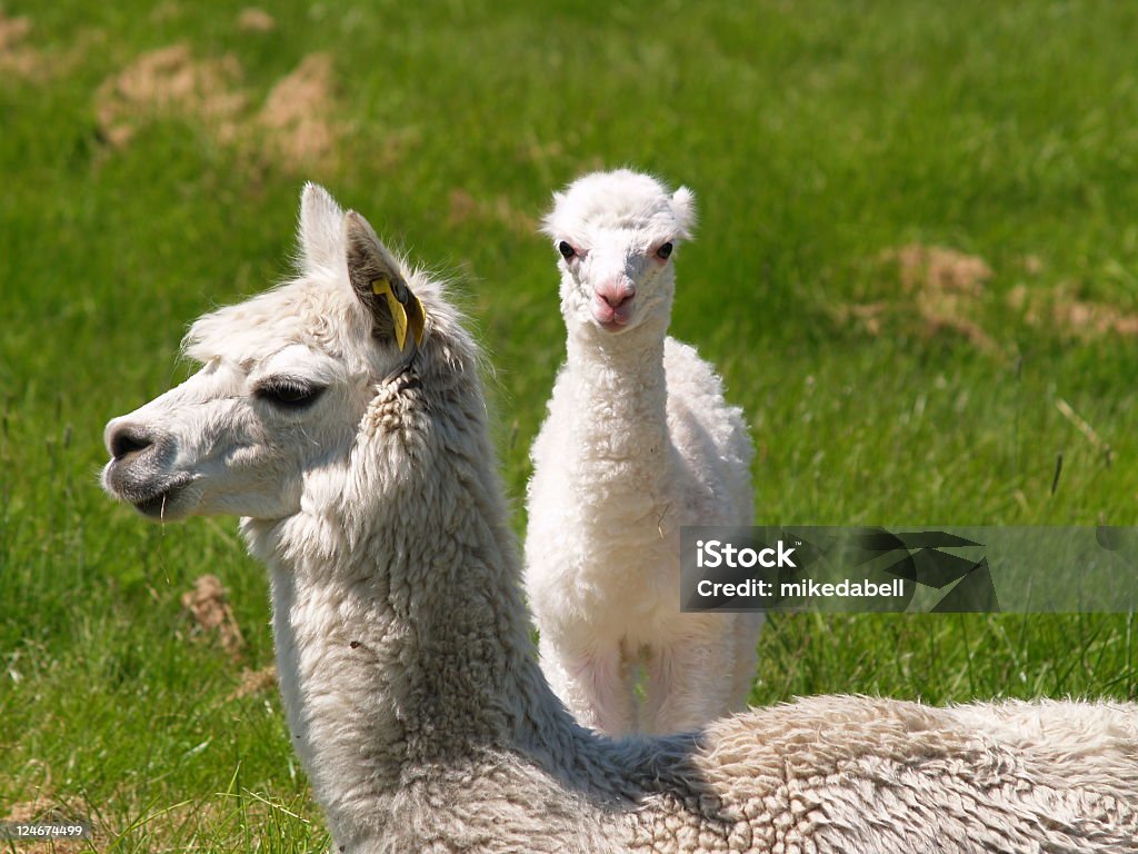 Um dia com mãe velha de Alpaca - Foto de stock de Alpaca royalty-free