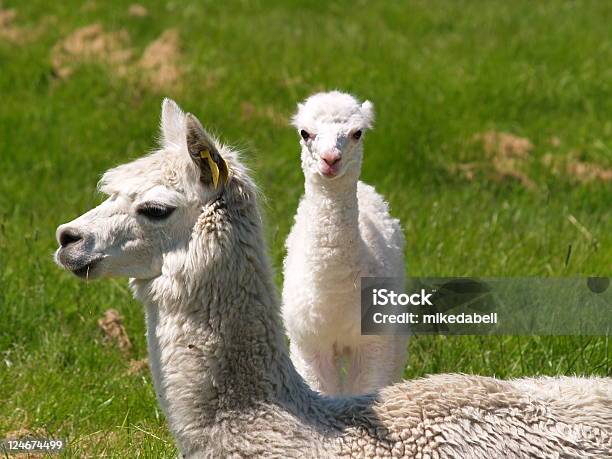 Foto de Um Dia Com Mãe Velha De Alpaca e mais fotos de stock de Alpaca - Alpaca, Branco, Agricultura