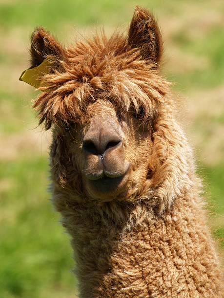 brown alpaca con orecchio etichetta - quizical foto e immagini stock