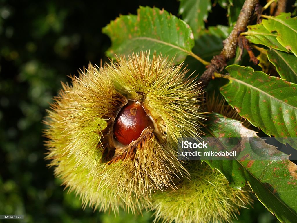 Dolce Castagna - Foto stock royalty-free di Albero