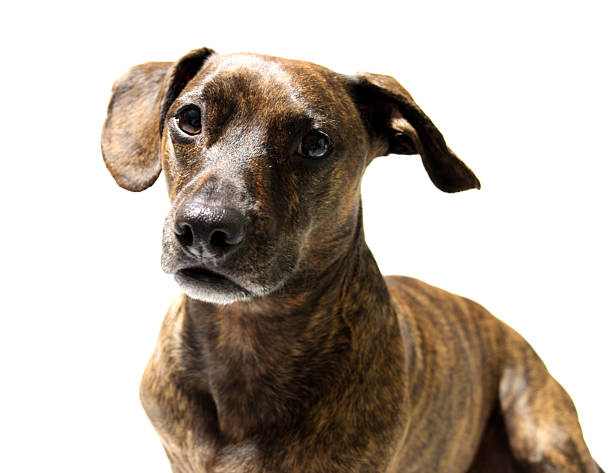 istock Sweet Puppy 124674870