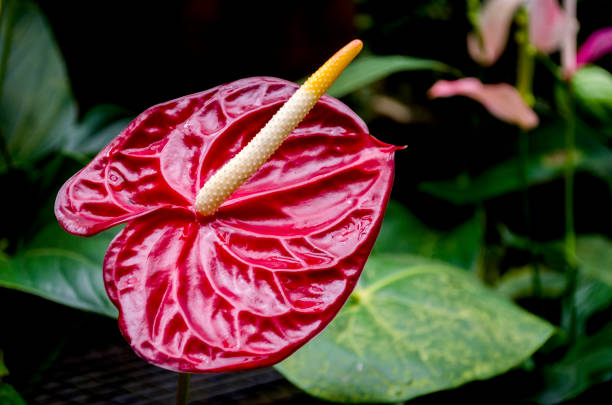 colorful flowers of the Peruvian jungle