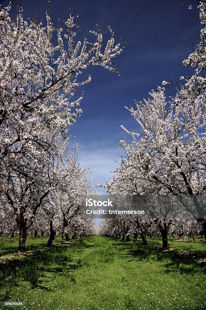 アーモンドの畑咲きほこる - アーモンドの木のロイヤリティフリーストックフォト