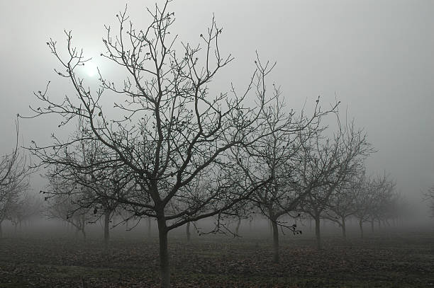 istock Walnut Grove in Fog 124675720