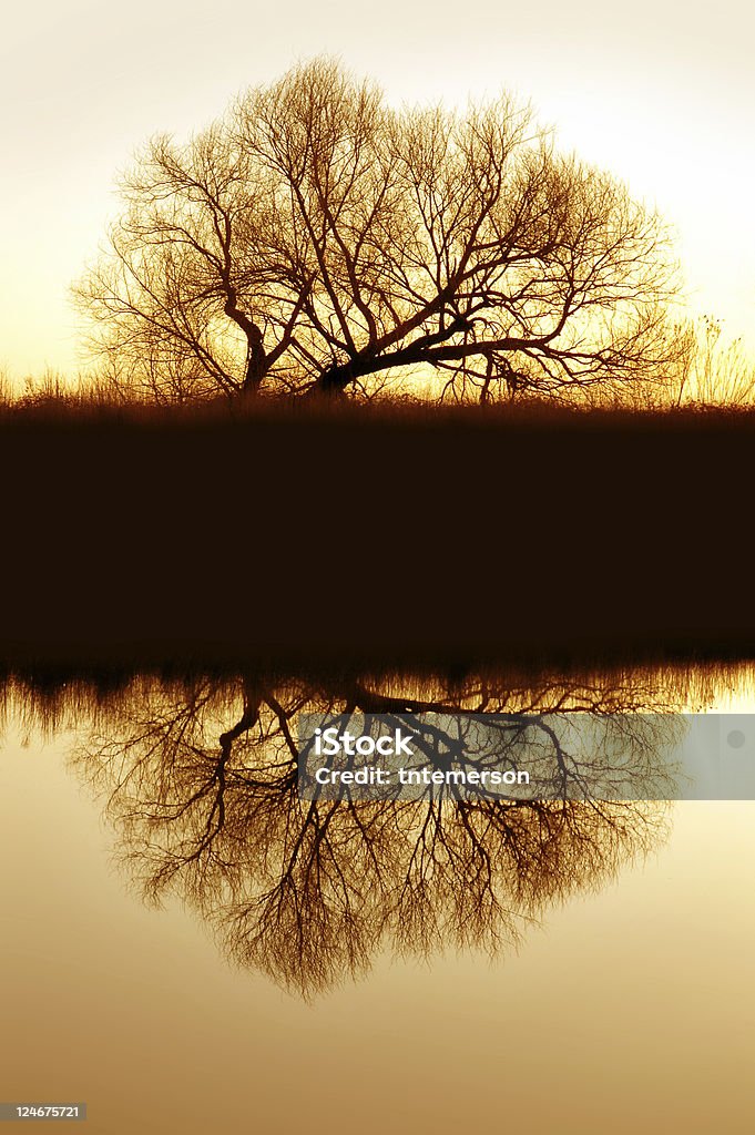 Salgueiro Riparian reflexão - Royalty-free Abstrato Foto de stock