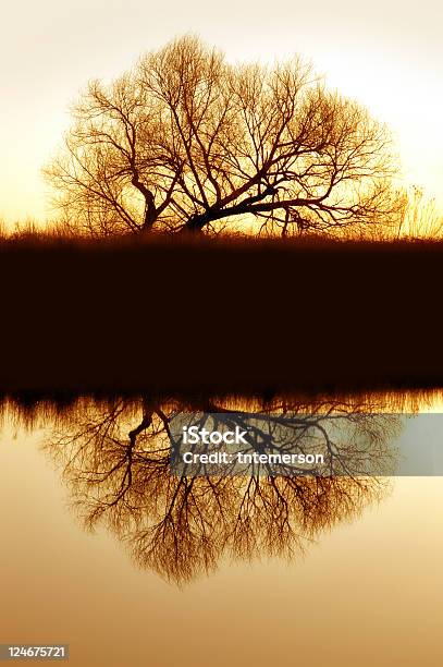 Salgueiro Riparian Reflexão - Fotografias de stock e mais imagens de Abstrato - Abstrato, Animal selvagem, Ao Ar Livre