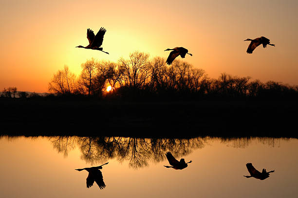 Sandhill Cranes at Sunset  stockton california stock pictures, royalty-free photos & images