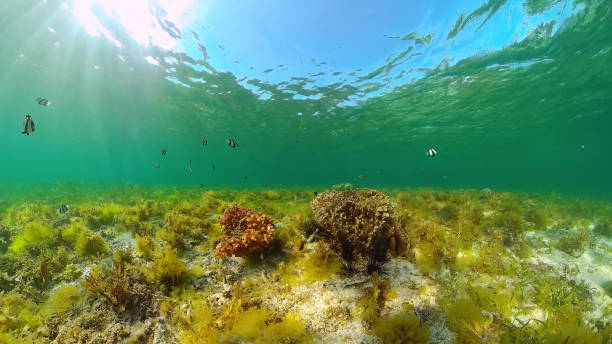 istock Coral reef and tropical fish. Bohol, Philippines 1246760315