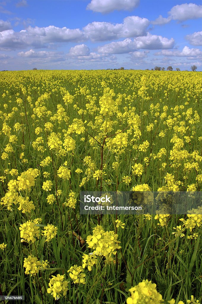 Canola Blumen, Wolken - Lizenzfrei Kalifornien Stock-Foto