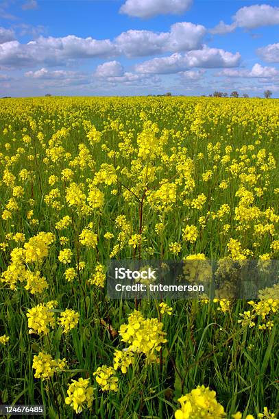 Canola Blumen Wolken Stockfoto und mehr Bilder von Kalifornien - Kalifornien, Sacramento, Blau