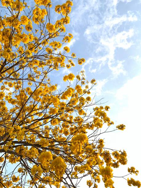 istock Look up to the sky 1246765197