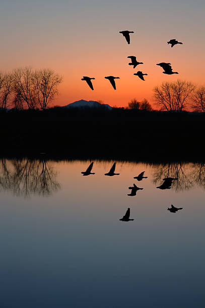 wieczorem gęsi - flyway zdjęcia i obrazy z banku zdjęć