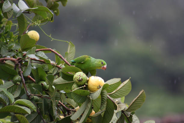 istock Brazilian parrot feeding 1246771097