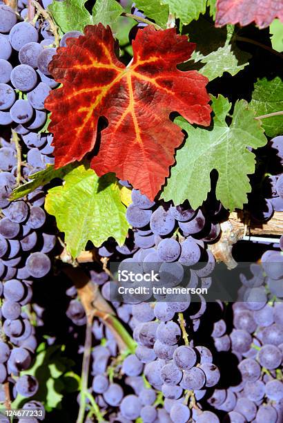 Rojo Vino Uvas Foto de stock y más banco de imágenes de Agricultura - Agricultura, Aire libre, Alimento