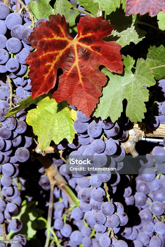 Красное вино и виноград - Стоковые фото Австралия - Австралазия роялти-фри