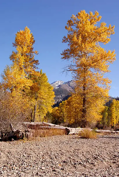 Photo of Autumn Cottonwood