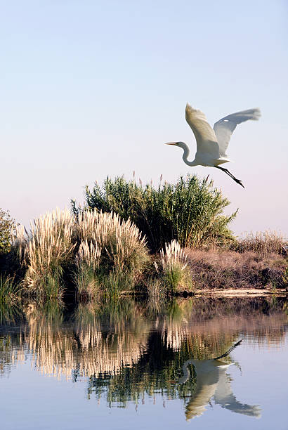 garzetta bianca in volo - bird egret wildlife animal foto e immagini stock