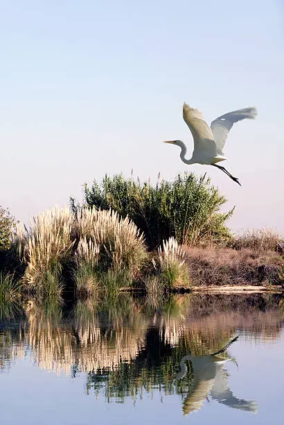 Photo of White Egret In Flight