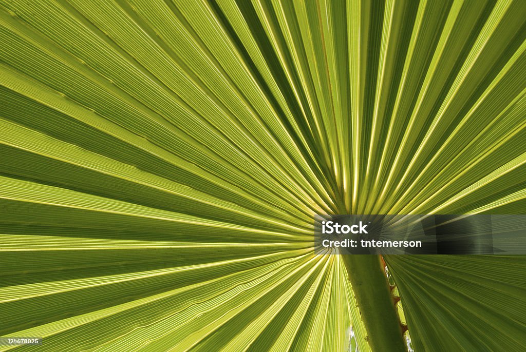 Palm Leaf Hintergrund - Lizenzfrei Abstrakt Stock-Foto