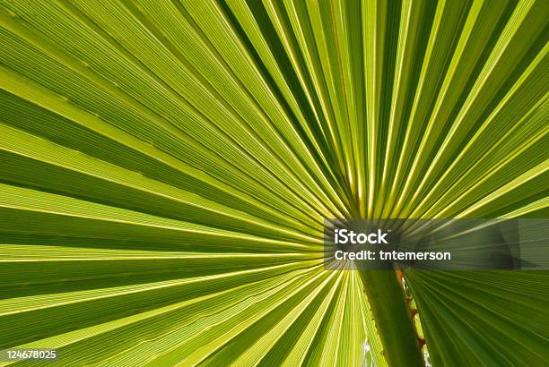 Palm Leaf Hintergrund Stockfoto und mehr Bilder von Abstrakt - Abstrakt, Beleuchtet, Bildhintergrund