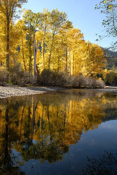 Photo of Autumn Cottonwood