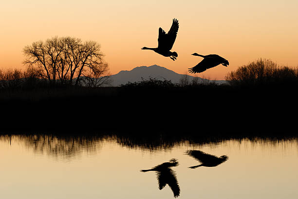 Photo of Geese flying with riparian reflection on lake