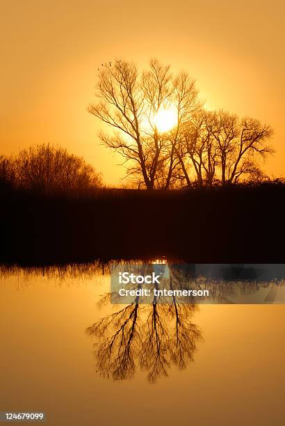 Riparian Riflesso Dorato - Fotografie stock e altre immagini di Valle di San Joaquin - Valle di San Joaquin, Acqua, Albero