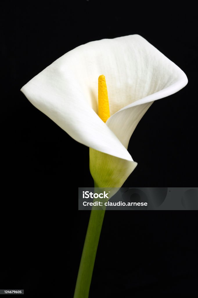 Arum blanco con fondo negro - Foto de stock de Aro libre de derechos