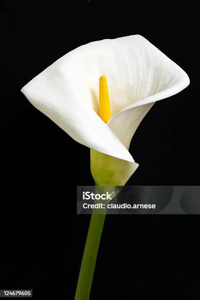 Arum Blanco Con Fondo Negro Foto de stock y más banco de imágenes de Aro - Aro, Blanco - Color, Cabeza de flor