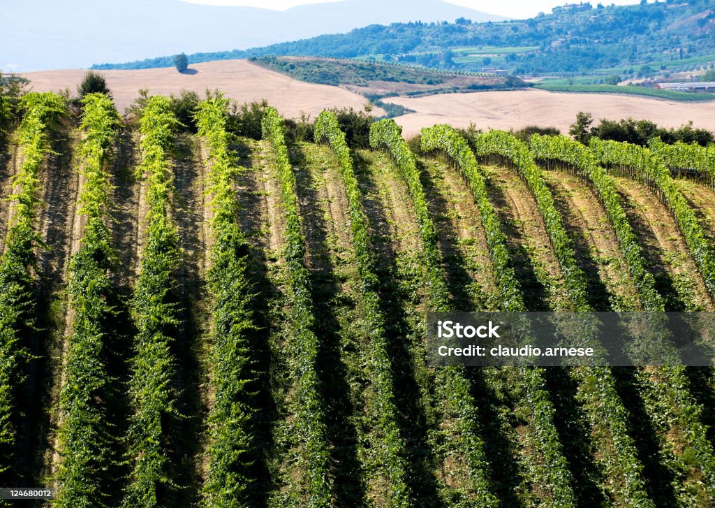 Vignoble Montalcino. Image en couleur - Photo de Montalcino libre de droits