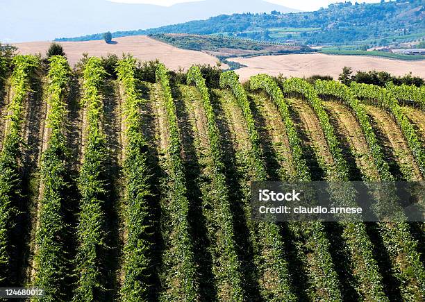 Vineyard モンタルチーノますカラー画像 - モンタルチーノのストックフォトや画像を多数ご用意 - モンタルチーノ, つる草, イタリア