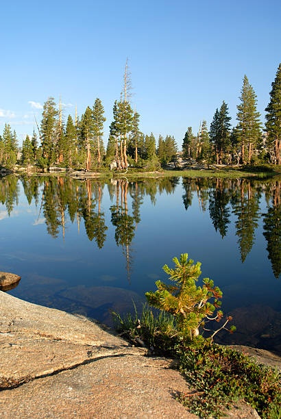 Sierra Nevada Lake Reflection  stanislaus national forest stock pictures, royalty-free photos & images