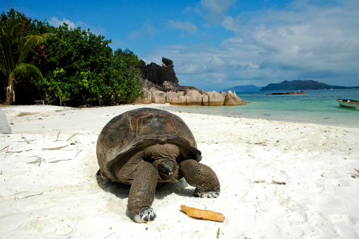 A large giant tortoise with its enormous size native and unique to the Galapagos Islands