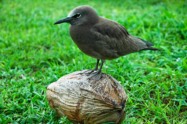 sooty крачка, морская птица стоя на кокосовый орех - sooty tern стоковые фото и изображения