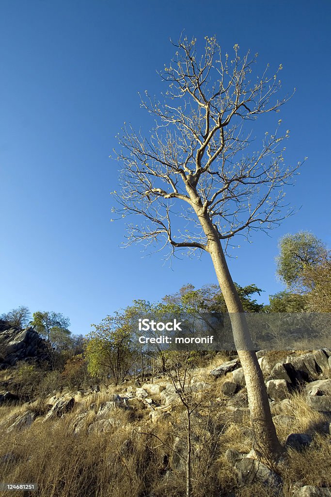 Helicty Tree Helicopter Tree Stock Photo - Download Image Now - Australia, Chillagoe ...