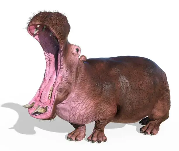 Photo of Hippopotamus isolated on white background 3d illustration