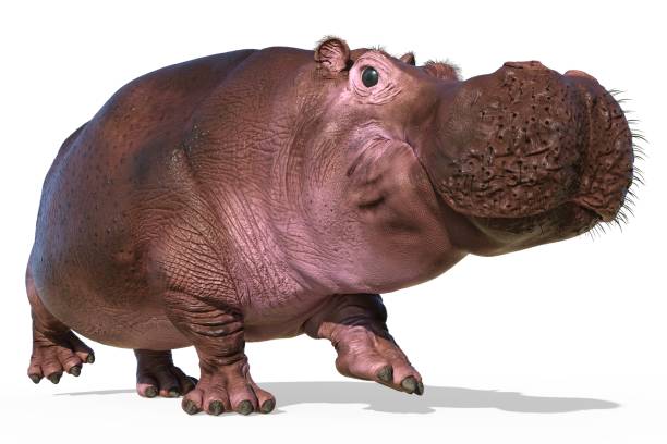 istock Hippopotamus isolated on white background 3d illustration 1246813033