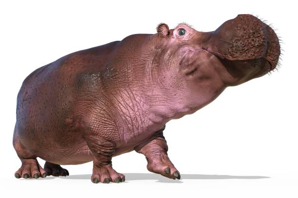 istock Hippopotamus isolated on white background 3d illustration 1246813038