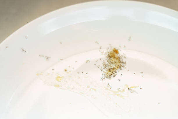 istock Group of small ants crawling and collecting food 1246814591