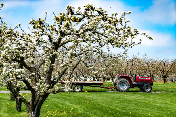 istock Fruit trees Blooming at farm, Ontario, Canada 1246823345