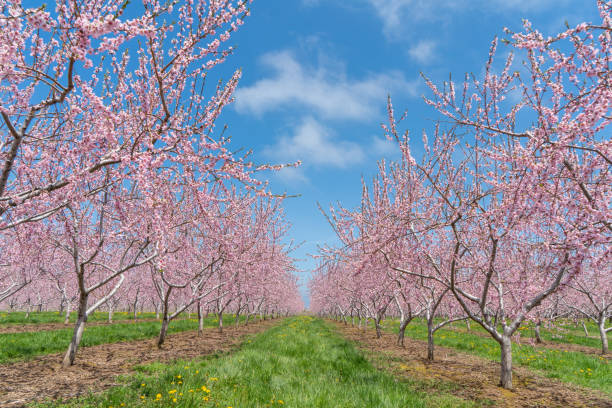 istock Fruit trees Blooming at farm, Ontario, Canada 1246826908