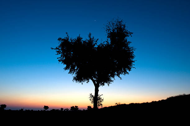 istock Silhouette of small tree against dark sky in desert 124682717